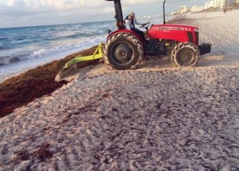 La SEMAR mantiene esfuerzo coordinado en la implementación de acciones para la contención del fenómeno atípico del sargazo