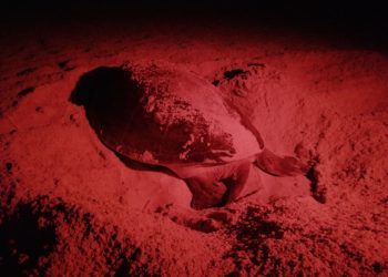 PROTEGEN EN CANCÚN MÁS DE UN MILLÓN DE HUEVOS DE TORTUGAS