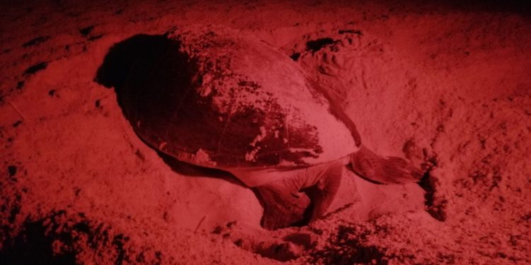 PROTEGEN EN CANCÚN MÁS DE UN MILLÓN DE HUEVOS DE TORTUGAS