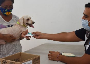 CREAN CONCIENCIA SOBRE LA ADOPCIÓN DE MASCOTAS EN CANCÚN