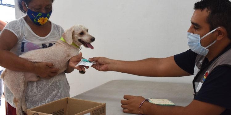 CREAN CONCIENCIA SOBRE LA ADOPCIÓN DE MASCOTAS EN CANCÚN