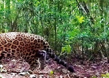 RESCATAN Y REHABILITAN A JAGUAR ATROPELLADO, ES LIBERADO EN SIAN KA´AN