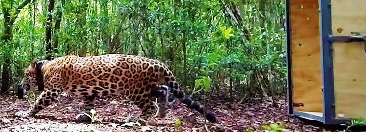 RESCATAN Y REHABILITAN A JAGUAR ATROPELLADO, ES LIBERADO EN SIAN KA´AN
