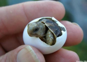 PROTEGIDOS MÁS DE MIL 500 NIDOS DE TORTUGA MARINA ESTE AÑO EN CANCÚN