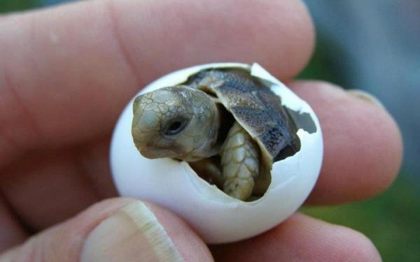 PROTEGIDOS MÁS DE MIL 500 NIDOS DE TORTUGA MARINA ESTE AÑO EN CANCÚN