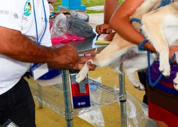 VACUNAN CONTRA LA RABIA A MÁS DE 23 MIL MASCOTAS EN CHETUMAL