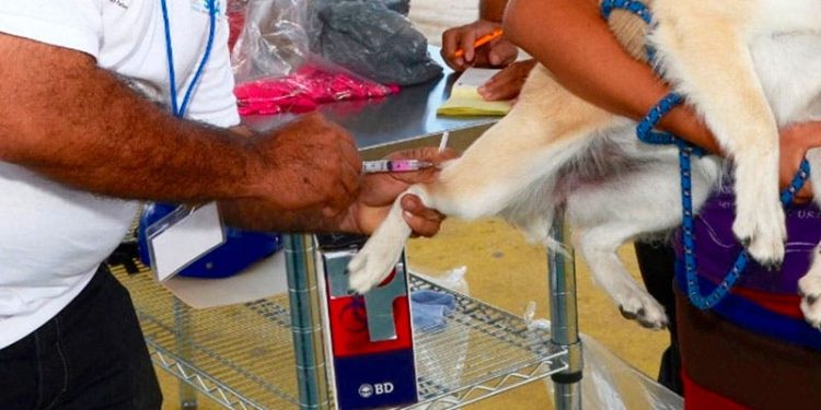 VACUNAN CONTRA LA RABIA A MÁS DE 23 MIL MASCOTAS EN CHETUMAL