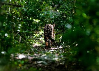 QUINTANA ROO CUENTA CON UNA EXTENSIÓN APROXIMADA DE 7.4 MILLONES DE HECTÁREAS PROTEGIDAS, EQUIVALENTES A DOS VECES MÁS EL TAMAÑO DEL ESTADO Y CON IMPORTANTES ÁREAS MARINAS.