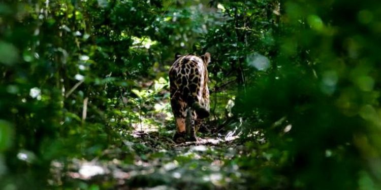 QUINTANA ROO CUENTA CON UNA EXTENSIÓN APROXIMADA DE 7.4 MILLONES DE HECTÁREAS PROTEGIDAS, EQUIVALENTES A DOS VECES MÁS EL TAMAÑO DEL ESTADO Y CON IMPORTANTES ÁREAS MARINAS.