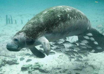 IBANQROO FESTEJARÁ EL CUMPLEAÑOS DE DANIEL EL MANATÍ