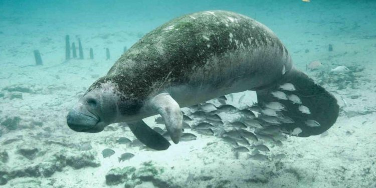 IBANQROO FESTEJARÁ EL CUMPLEAÑOS DE DANIEL EL MANATÍ