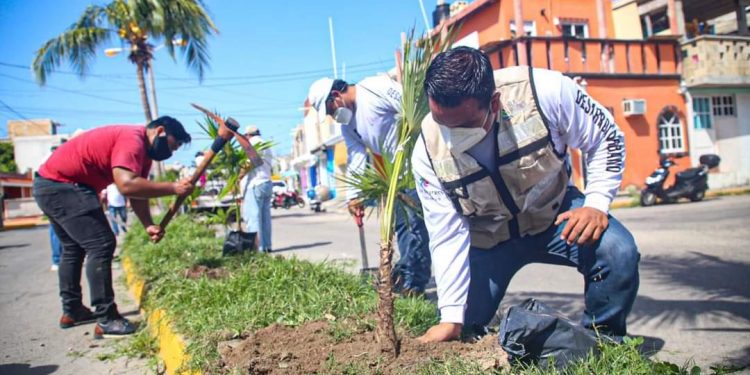 FOMENTA GOBIERNO MUNICIPAL CUIDADO AMBIENTAL CON MÁS REFORESTACIÓN EN LA VÍA PÚBLICA