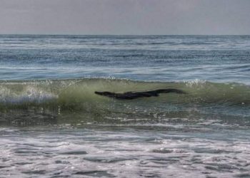 COCODRILO DE 3 METROS DE LARGO ATERRORIZA EN LA PLAYA
