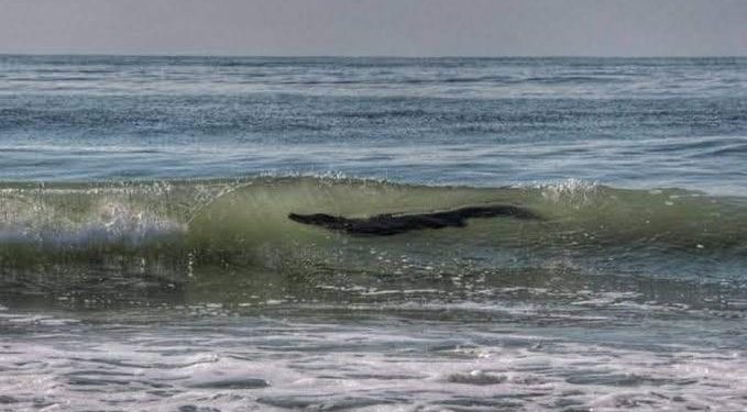 COCODRILO DE 3 METROS DE LARGO ATERRORIZA EN LA PLAYA