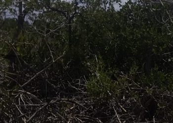 DENUNCIAN DEVASTACIÓN DE KILÓMETROS DE MANGLE EN PUNTA LAGARTO