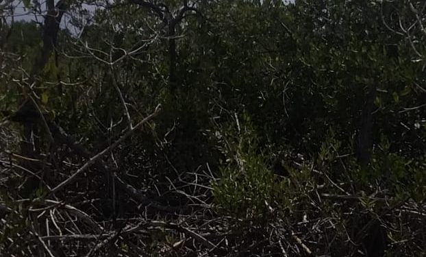 DENUNCIAN DEVASTACIÓN DE KILÓMETROS DE MANGLE EN PUNTA LAGARTO