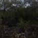 DENUNCIAN DEVASTACIÓN DE KILÓMETROS DE MANGLE EN PUNTA LAGARTO