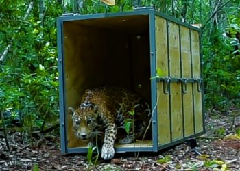 LIBERAN A JAGUAR EN EL ÁREA NATURAL PROTEGIDA DE LA RESERVA DE LA BIÓSFERA SIAN KA´AN