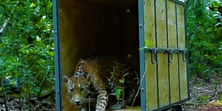 LIBERAN A JAGUAR EN EL ÁREA NATURAL PROTEGIDA DE LA RESERVA DE LA BIÓSFERA SIAN KA´AN