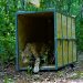 LIBERAN A JAGUAR EN EL ÁREA NATURAL PROTEGIDA DE LA RESERVA DE LA BIÓSFERA SIAN KA´AN