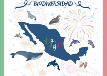 PROMUEVEN Y FESTEJAN LA DIVERSIDAD DE MAMÍFEROS MARINOS QUE HAY EN MÉXICO