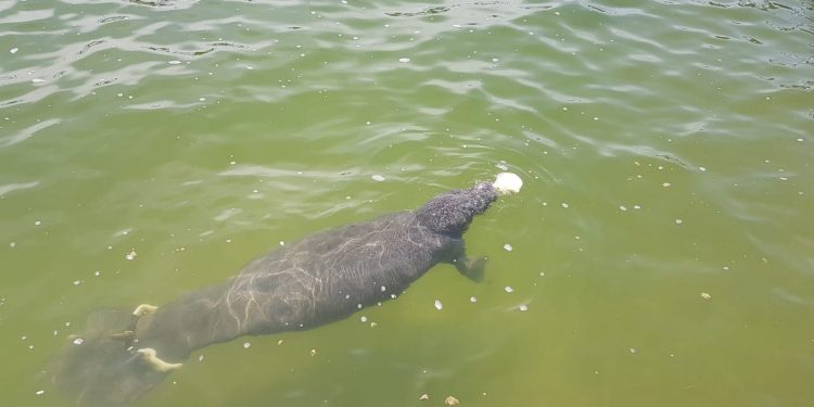 QUINTANA ROO CREA CONCIENCIA PARA PROTEGER LA ESPECIE TRICHECHUS MANATUS