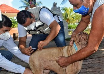 SUPERAN META DE VACUNAS A MASCOTAS EN ISLA MUJERES.