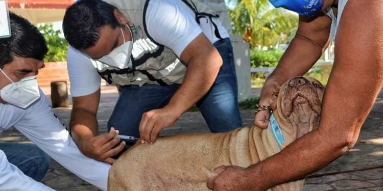 SUPERAN META DE VACUNAS A MASCOTAS EN ISLA MUJERES.