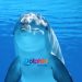 HÁBITATS DE DELFINES, PARQUES Y ATRACCIONES DE THE DOLPHIN COMPANY RECIBEN IMPORTANTES ACREDITACIONES
