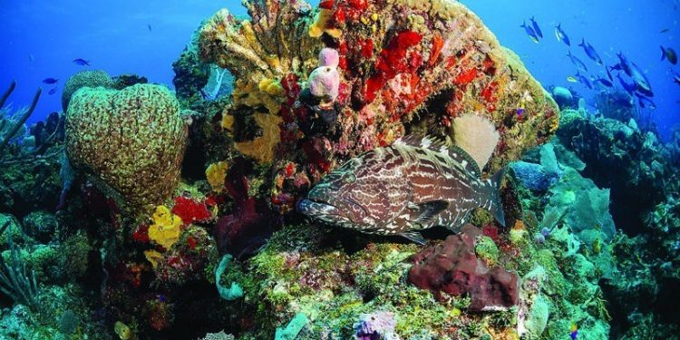 EL ARRECIFE MESOAMERICANO, INVITADO ESPECIAL DE LA CUMBRE DE TURISMO SUSTENTABLE Y SOCIAL