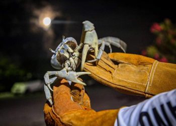 INICIA AYUNTAMIENTO DE ISLA MUJERES CUIDADO Y PROTECCIÓN AL CANGREJO AZUL