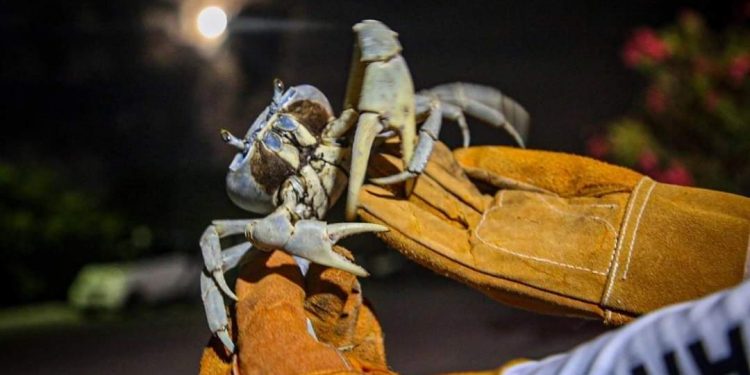 INICIA AYUNTAMIENTO DE ISLA MUJERES CUIDADO Y PROTECCIÓN AL CANGREJO AZUL