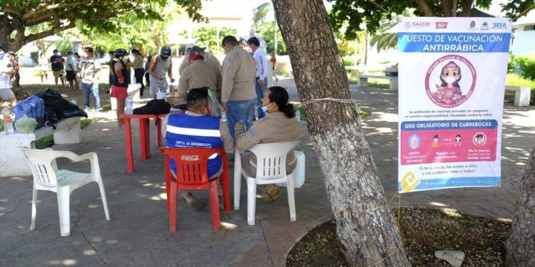 ARRANCA JORNADA DE VACUNACIÓN ANTIRRÁBICA CANINA Y FELINA 2020 EN ISLA MUJERES