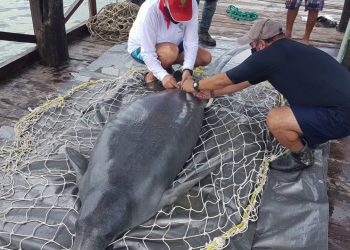 REVELAN QUE “DANIEL”, EL MANATÍ, ESTUVO GRAVE