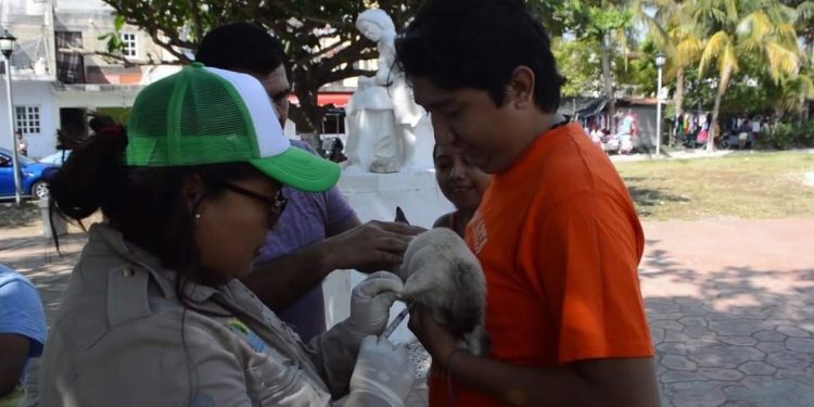 INVITA AYUNTAMIENTO A VACUNAR A SUS MASCOTAS EN 1ERA. JORNADA DE VACUNACIÓN ANTIRRÁBICA CANINA Y FELINA 2020