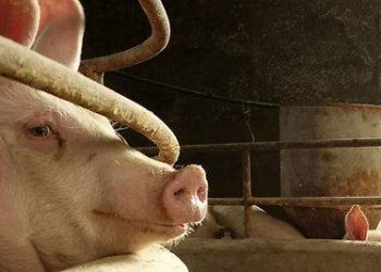ALEMANIA EN ALERTA SANITARIA POR PRIMER CASO DE PESTE PORCINA