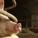 ALEMANIA EN ALERTA SANITARIA POR PRIMER CASO DE PESTE PORCINA
