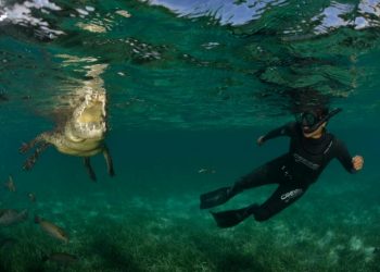 BUCEO LIBRE EN CENOTES, OPORTUNIDAD PARA EL TURISMO DEPORTIVO