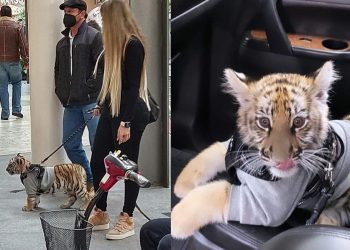 CAPTAN A MUJER PASEANDO A CACHORRO DE TIGRE EN CENTRO COMERCIAL DE CDMX