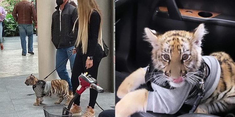 CAPTAN A MUJER PASEANDO A CACHORRO DE TIGRE EN CENTRO COMERCIAL DE CDMX