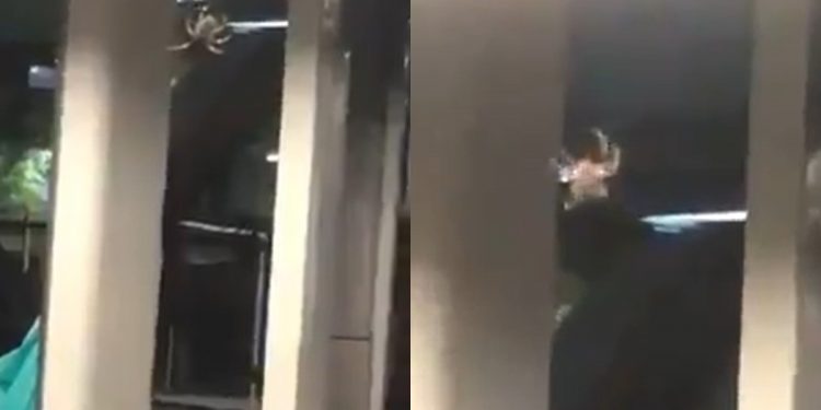 CAPTAN UNA “ARAÑA GIGANTE” COLUMPIÁNDOSE EN EL METRO CONSTITUCIÓN: VIDEO
