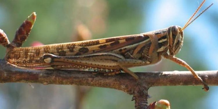 CON DRONES Y HELICÓPTERO COMBATEN PLAGA DE LANGOSTAS EN YUCATÁN