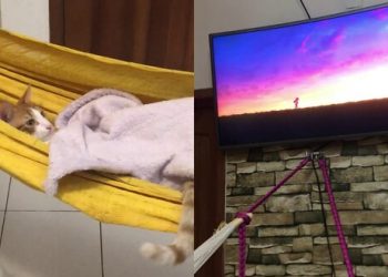 GATO YUCATECO SE HACE VIRAL: VE PELÍCULAS EN SU HAMACA