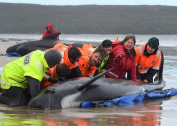 MUEREN VARADAS EN AUSTRALIA 380 BALLENAS PILOTO
