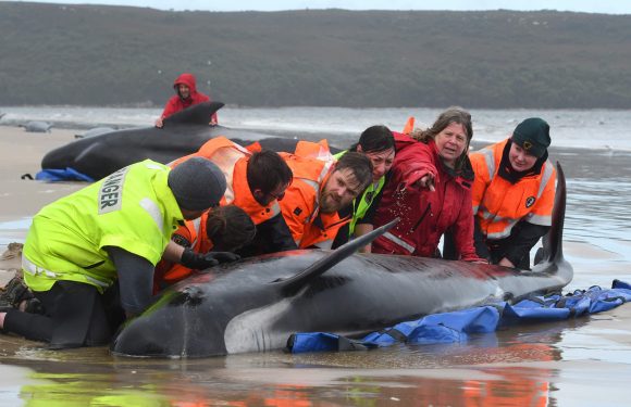 MUEREN VARADAS EN AUSTRALIA 380 BALLENAS PILOTO