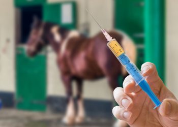 MÉXICO DESARROLLA TRATAMIENTO QUE PODRÍA CURAR COVID-19 EN 48 HORAS CON SUERO DE CABALLO