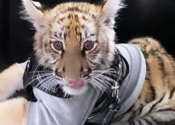 PROFEPA NO LOCALIZA AL CACHORRO DE TIGRE QUE PASEABAN EN PLAZA COMERCIAL DE LA CDMX