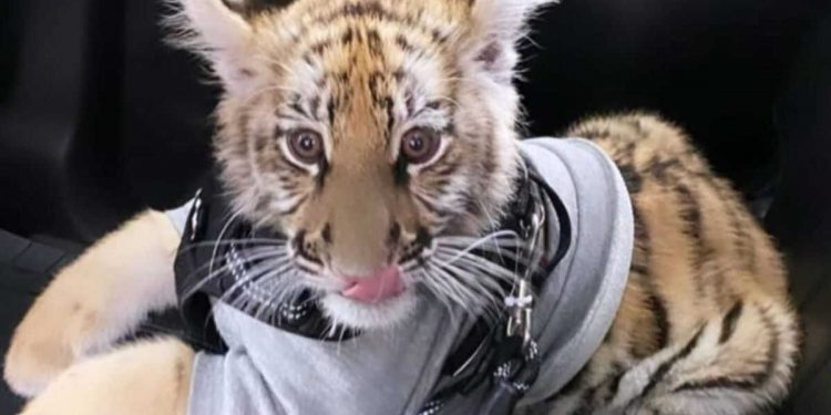 PROFEPA NO LOCALIZA AL CACHORRO DE TIGRE QUE PASEABAN EN PLAZA COMERCIAL DE LA CDMX