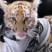 PROFEPA NO LOCALIZA AL CACHORRO DE TIGRE QUE PASEABAN EN PLAZA COMERCIAL DE LA CDMX