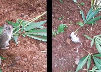 RATÓN COME HOJAS DE MARIHUANA, SE DESMAYA Y SE VUELVE VIRAL